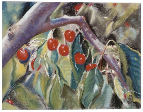 Cherries of Provence
