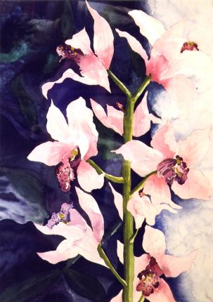 Orchid