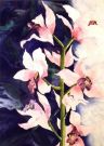 Orchid